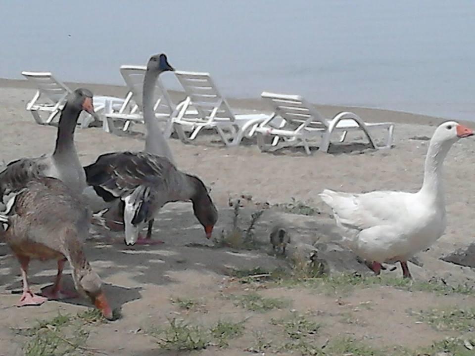 Avsa Cinar Apart Apart otel Türkeli Dış mekan fotoğraf